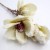 magnolia-sztuczna-galazka-kremowa-4.jpg