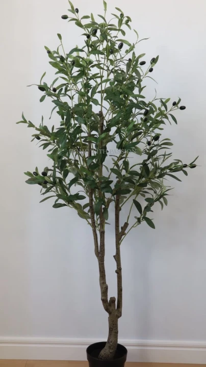 drzewko-oliwne-155-cm-2.jpg