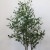 drzewko-oliwne-155-cm-5.jpg