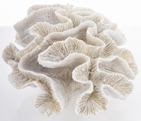 koralowiec biały